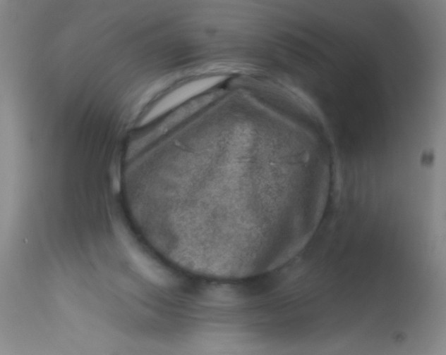 X0000113860062200910151246
