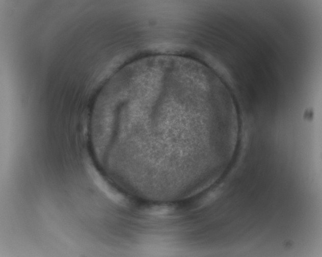 X0000113860065200910151246
