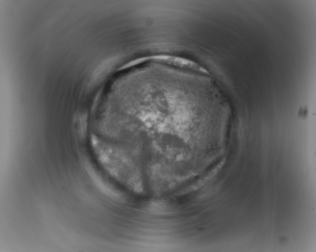 X0000113860070200910151246