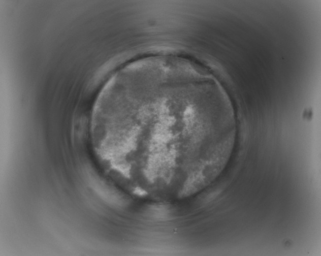 X0000113860071200910151246