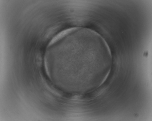 X0000113860080200910151246