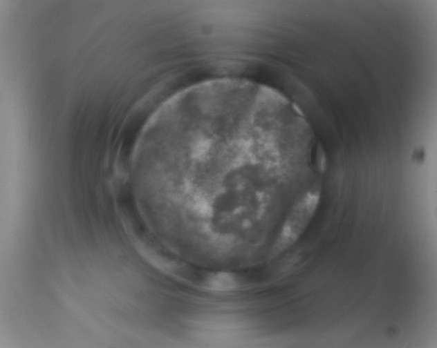 X0000113860091200910151247