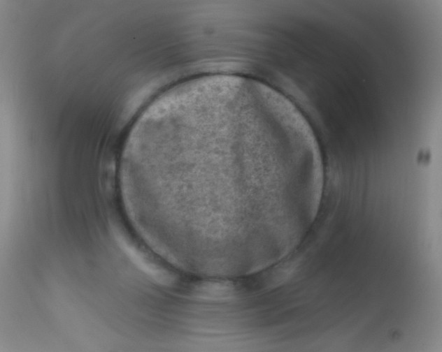 X0000113860110200910151246