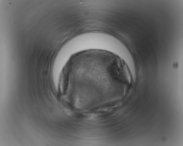 X0000113860121200910151246