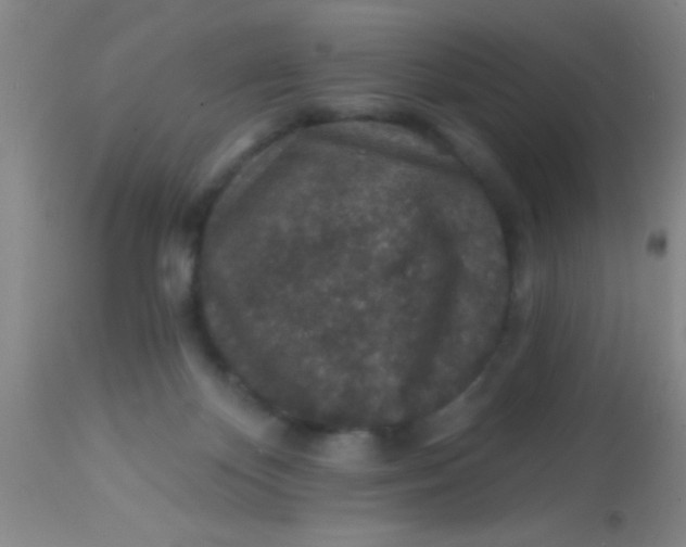 X0000113860124200910151246