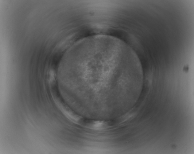 X0000113860130200910151246