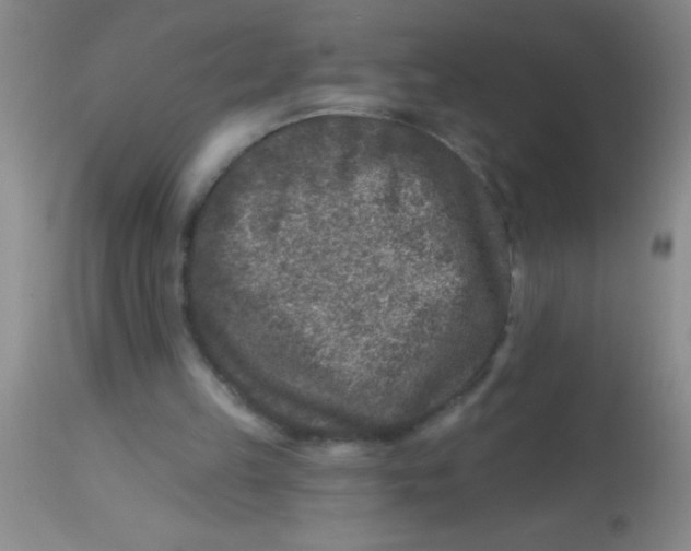 X0000113860149200910151244