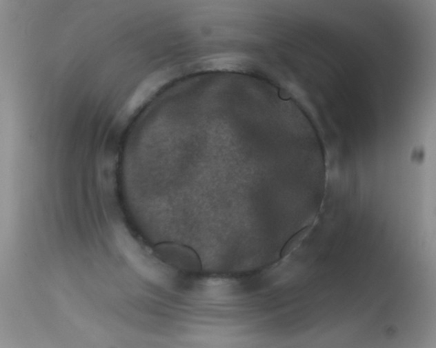 X0000113860154200910151245