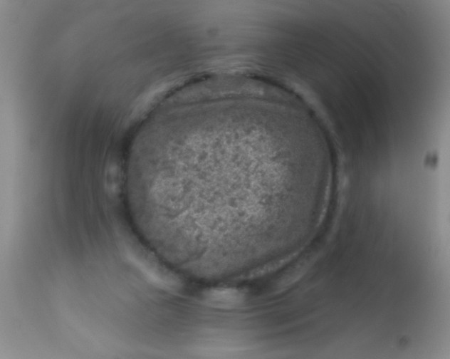 X0000113860161200910151245
