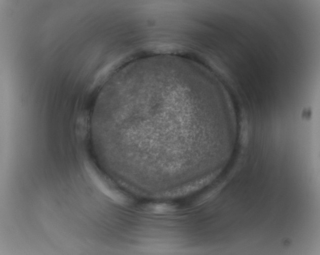 X0000113860165200910151245