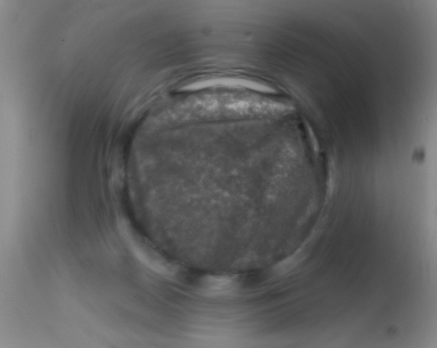 X0000113860170200910151245