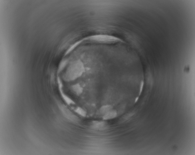 X0000113860185200910151245