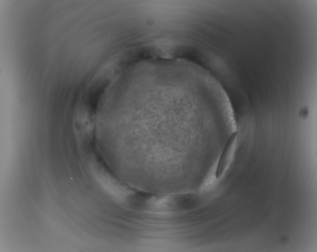 X0000113860186200910151245