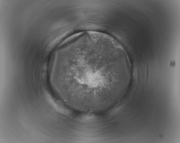 X0000113860206200910151244