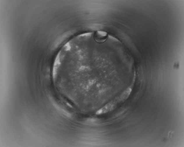 X0000113860212200910151244