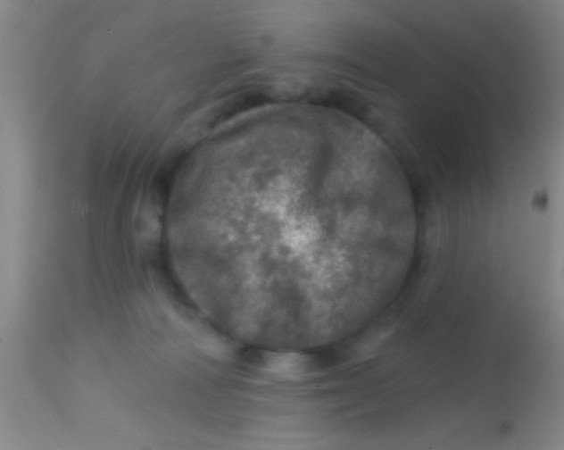 X0000113860226200910151244