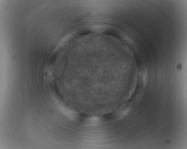 X0000113860237200910151243