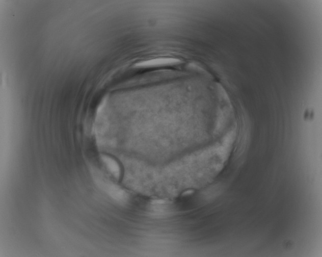 X0000113860240200910151243