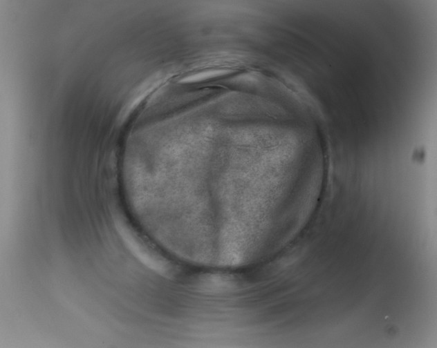 X0000113860250200910151243
