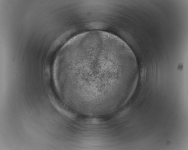 X0000113860254200910151243