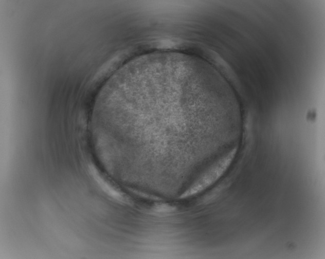 X0000113860257200910151243