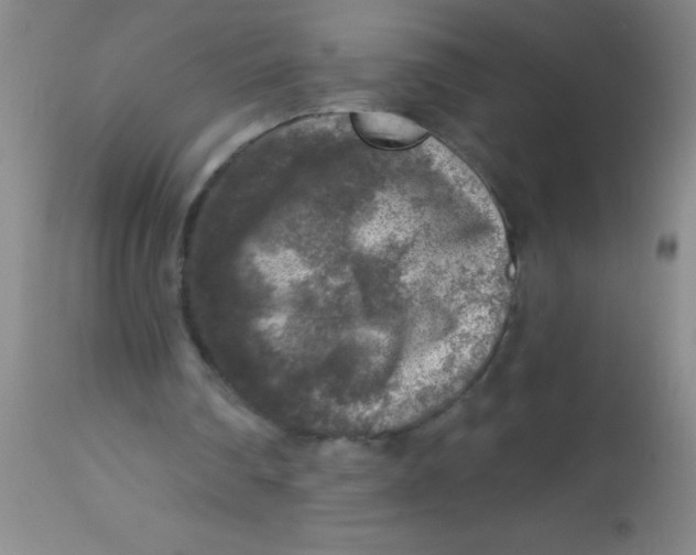 X0000113860290200910151243