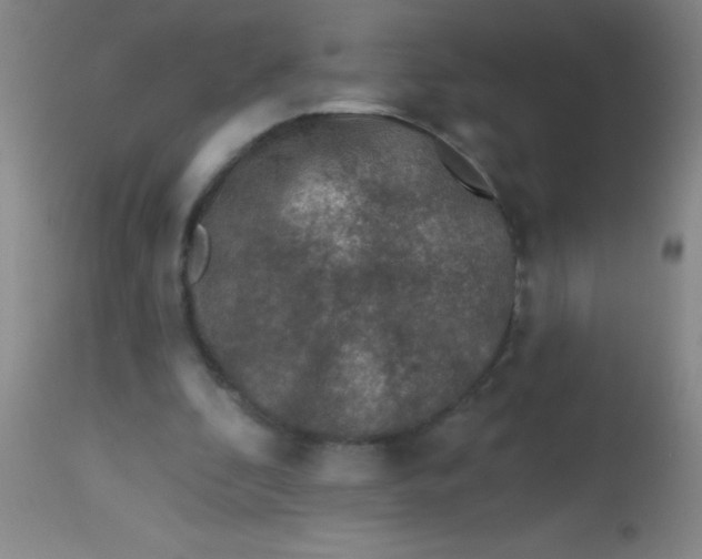 X0000113860296200910151242