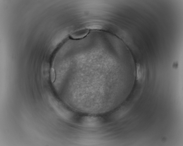 X0000113860300200910151242