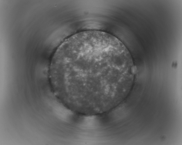 X0000113860309200910151242