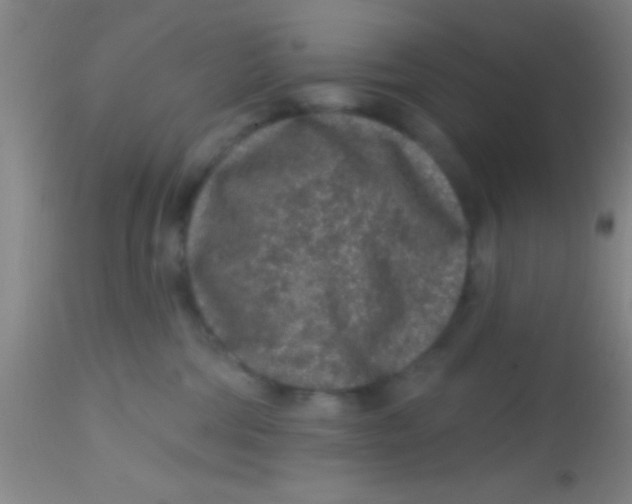 X0000113860330200910151242