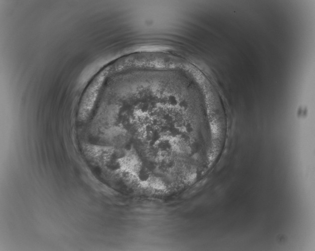 X0000113860337200910151241
