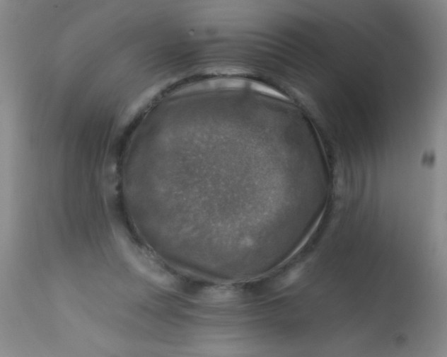 X0000113860351200910151241