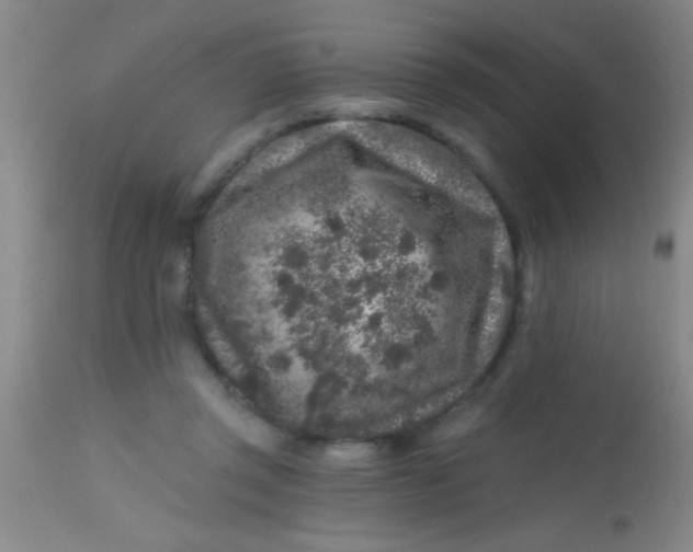 X0000113860357200910151241