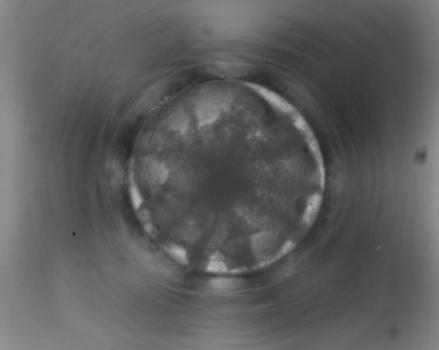 X0000113860371200910151242