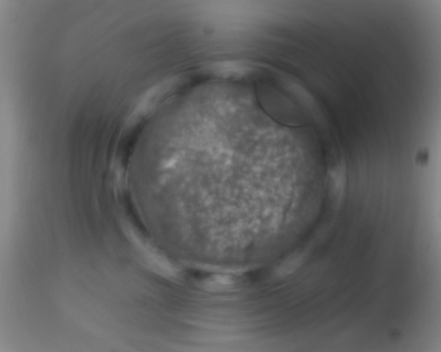 X0000113860381200910151242
