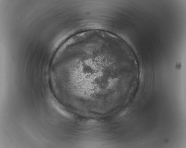 X0000113860390200910151241