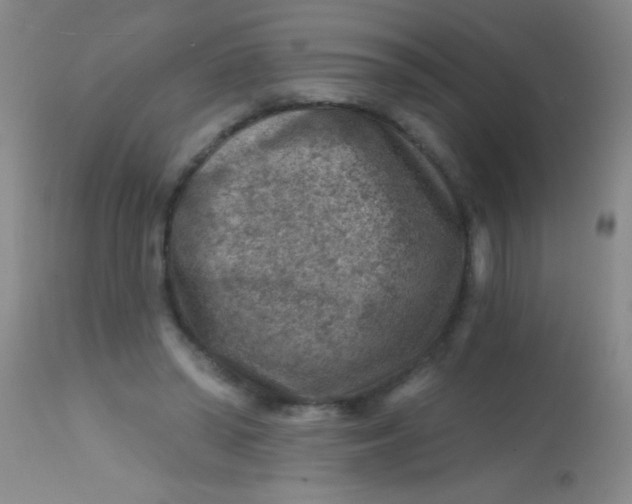 X0000113860398200910151241
