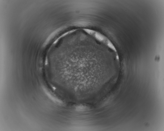 X0000113860400200910151241