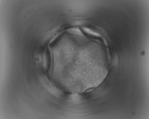 X0000113860425200910151241