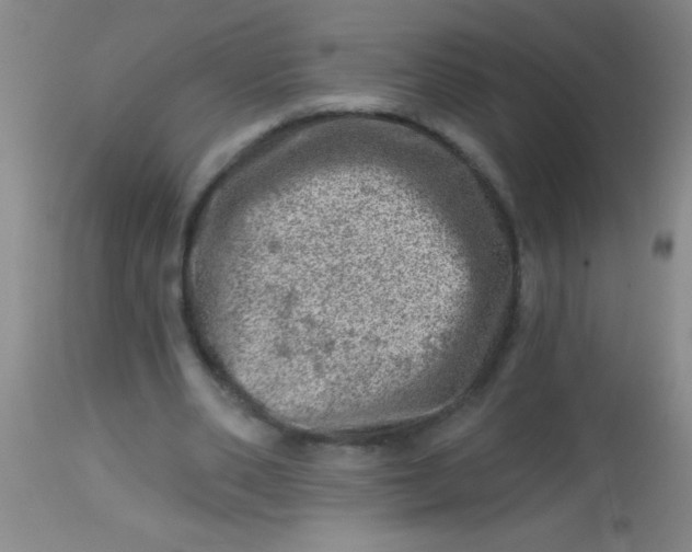 X0000113860486200910151240