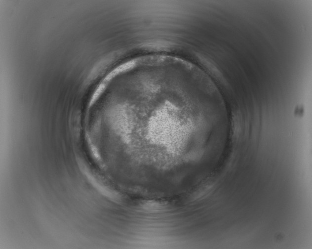 X0000113860494200910151240