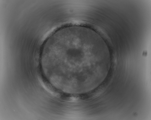 X0000113860496200910151240
