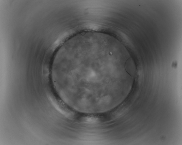 X0000113860500200910151240