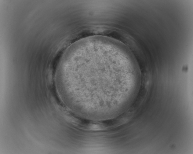X0000113860510200910151239