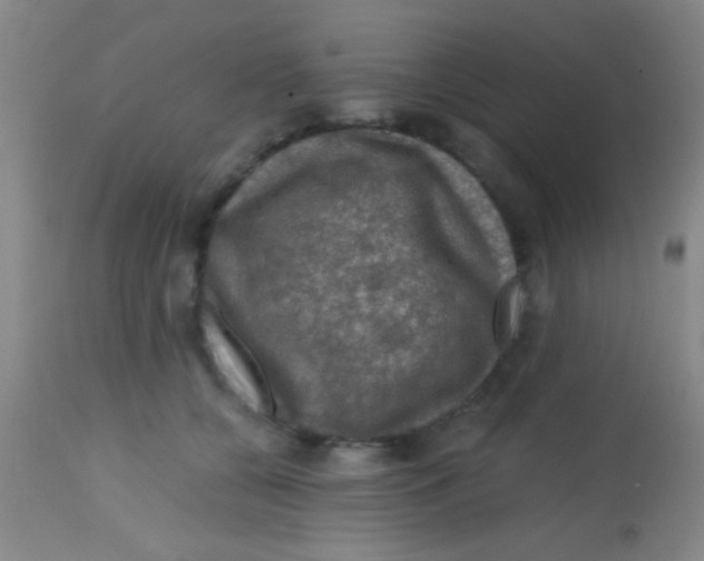 X0000113860560200910151239