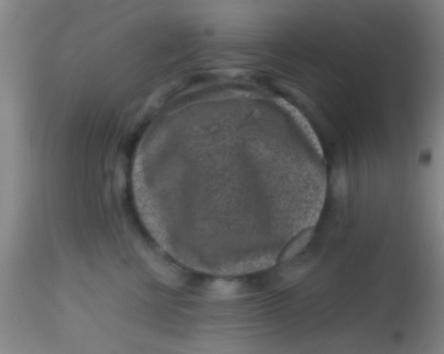X0000113860570200910151239