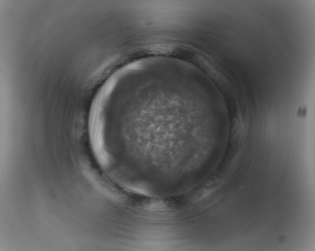 X0000113860600200910151238