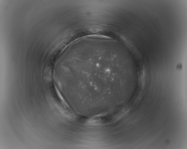 X0000113860606200910151238