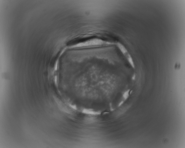 X0000113860624200910151237