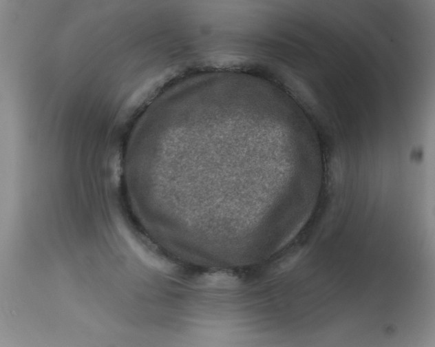 X0000113860644200910151237
